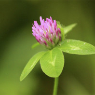 Photo of red clover 3