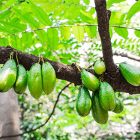 Photo du fruit du Bilimbi