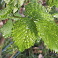 Photo of blackberry leaves 5