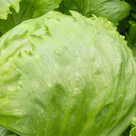 Photo of iceberg salad 4