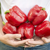 Photo of sweet peppers 3