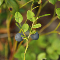 Photo of blueberry leaves