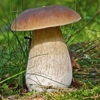 Interesting facts about ceps