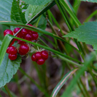 Photo of bilberryberry tree 5
