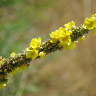 Photo of herb bromegrass 2