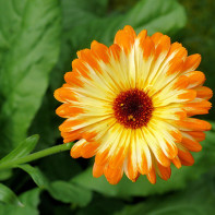 Photo of marigold 5