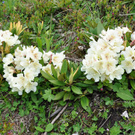 Foto des kaukasischen Rhododendrons 3
