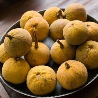 Photo of the santol fruit 5