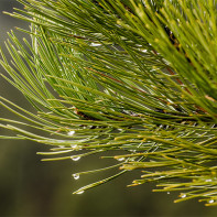 Photo of pine needles 2