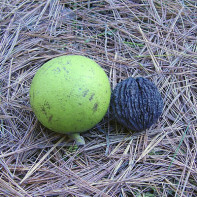 Fotografie černého ořechu