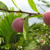 Photo of ikako fruit 2