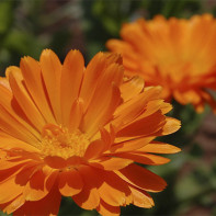 Photo of marigold