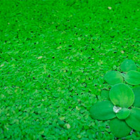 Photo of crawdad grass