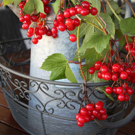 Photo of red guelder rose 5