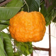 Photo of orange blossom 2