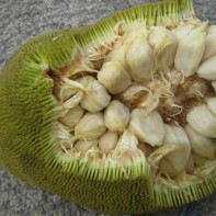 Marang Garang fruit photo 6