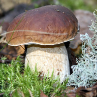Photo of porcini mushrooms