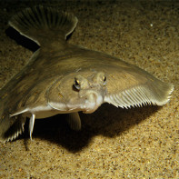 Photo of flounder 5