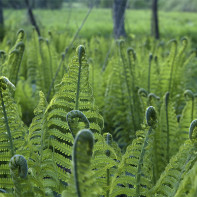 Photo of the Fern 3