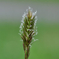 Photo de l'herbe de blé 2