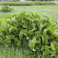 Photo of horseradish leaves 2