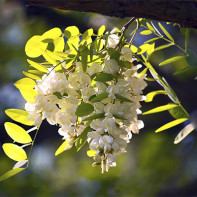 Photo of white acacia 3