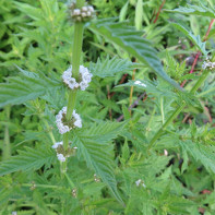 Photo of herb cilantro 5