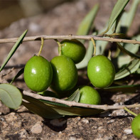 Photo of olives 6