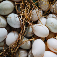 Photo œufs de canard 3