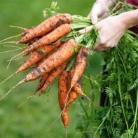 Photo of carrot tops 2