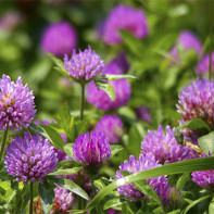 Photo of red clover 2