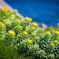 A picture of rhodiola
