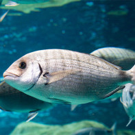 Photo of dorado fish