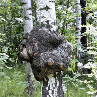 Photo of birch mushroom 3