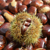 Photo of an edible chestnut 2