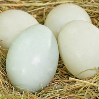 アヒルの卵の写真 2