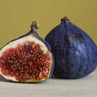 figs 2の写真