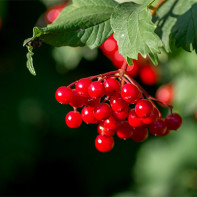Photo of red guelder rose 4