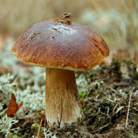 Photo of porcini mushrooms 4