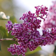 A photo of lilacs