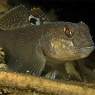 Goby fish photo