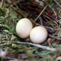 Photo d'œufs de pigeon 4