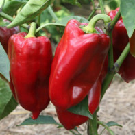 Photo of bell peppers 5