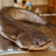 Photo of catfish 3