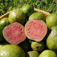 Guava Photo 2