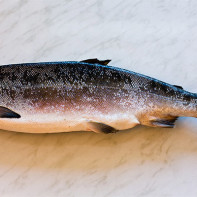 Photo d'un saumon coho