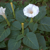Images of datura 3