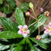 Photo of winterberry 2