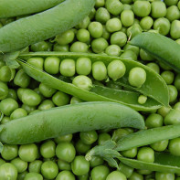 Peas in medicine