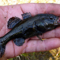 Photo of the rattan fish